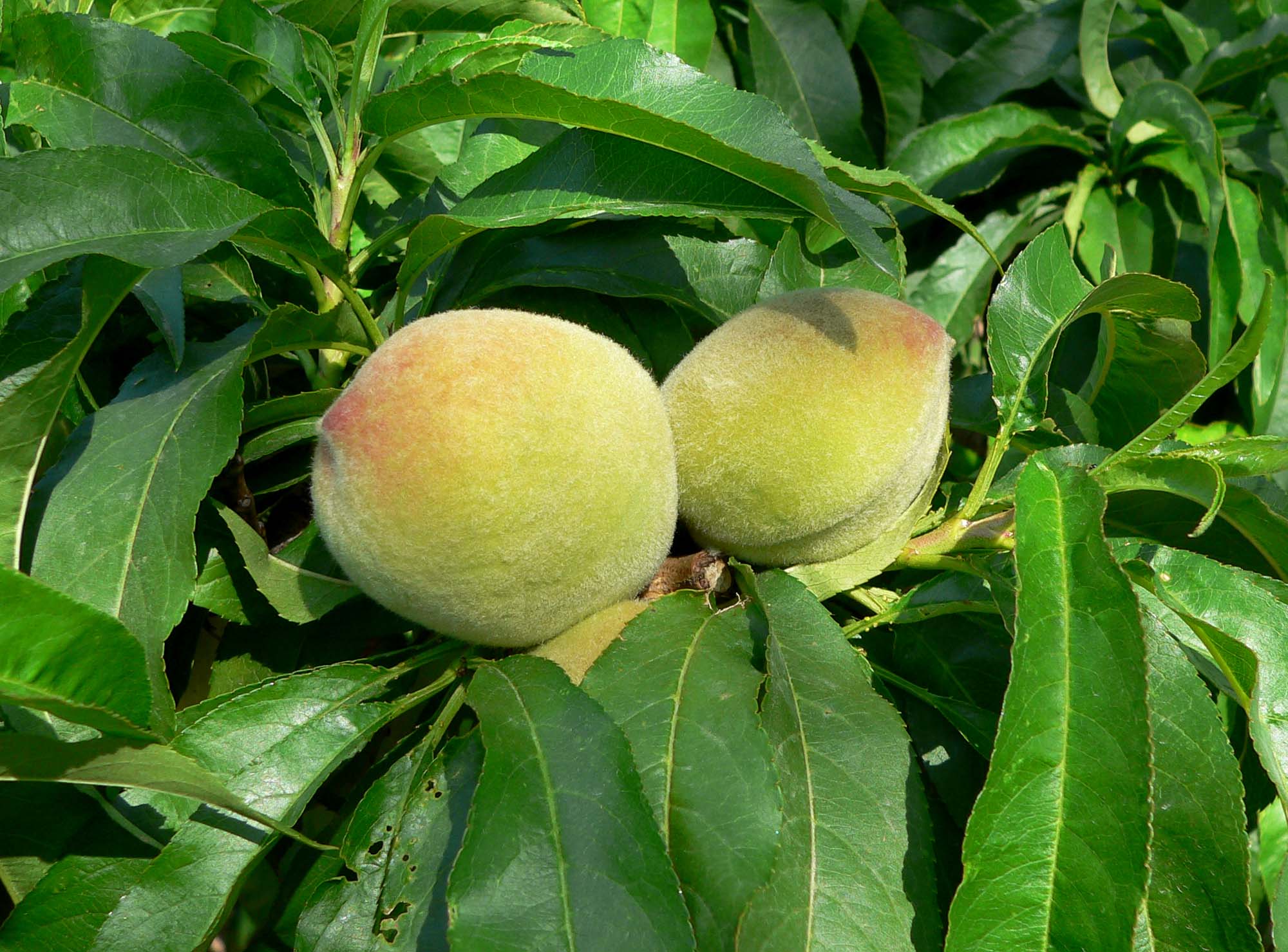 معرفی گیاهان - هلو